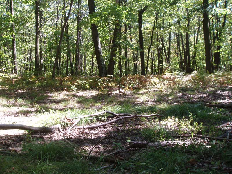 Herbaceous vernal pool